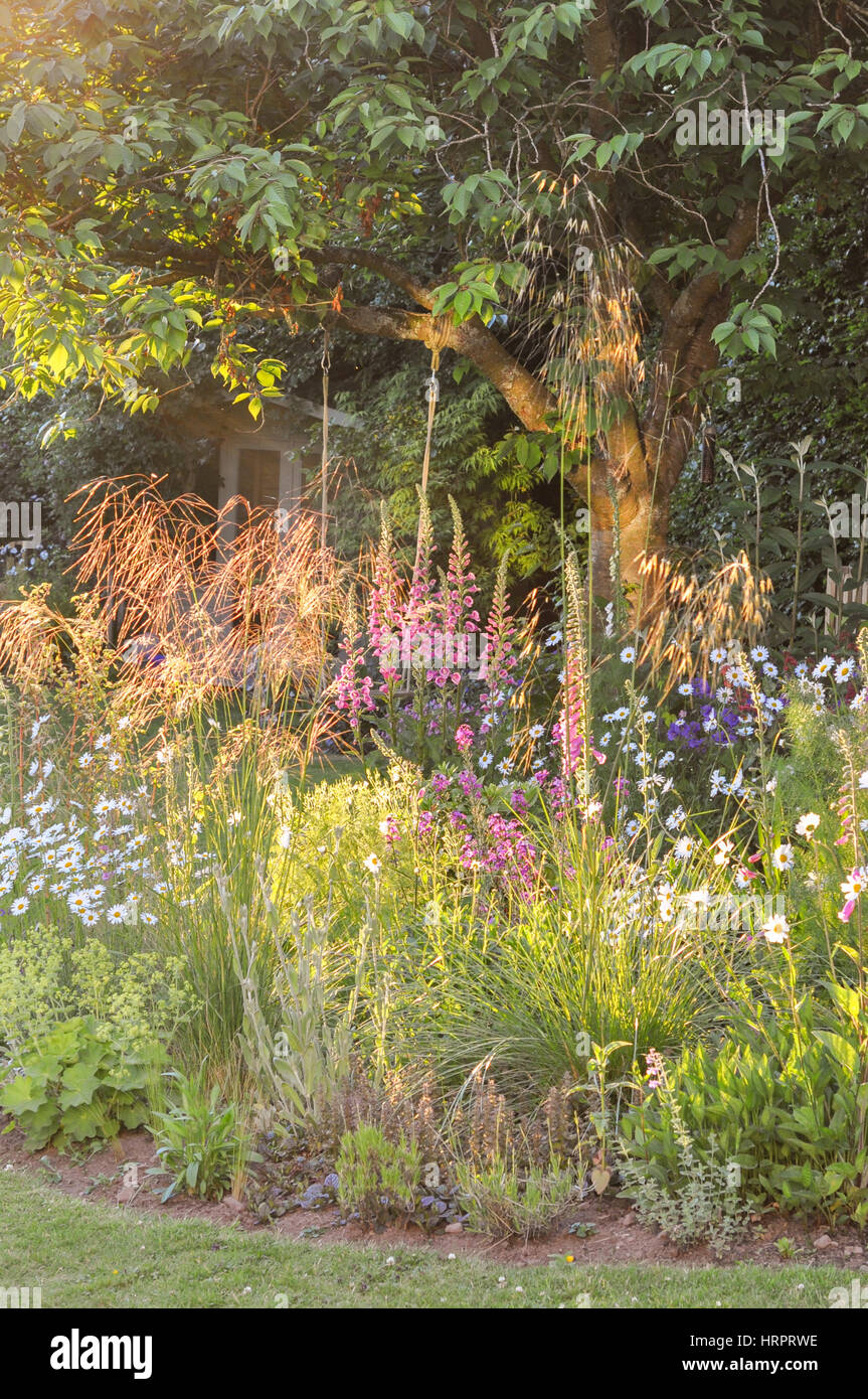 Stipa Gigantea hinterleuchtet - Frühsommer Garten Gräser Hintergrundbeleuchtung durch die späte Nachmittagssonne Stockfoto