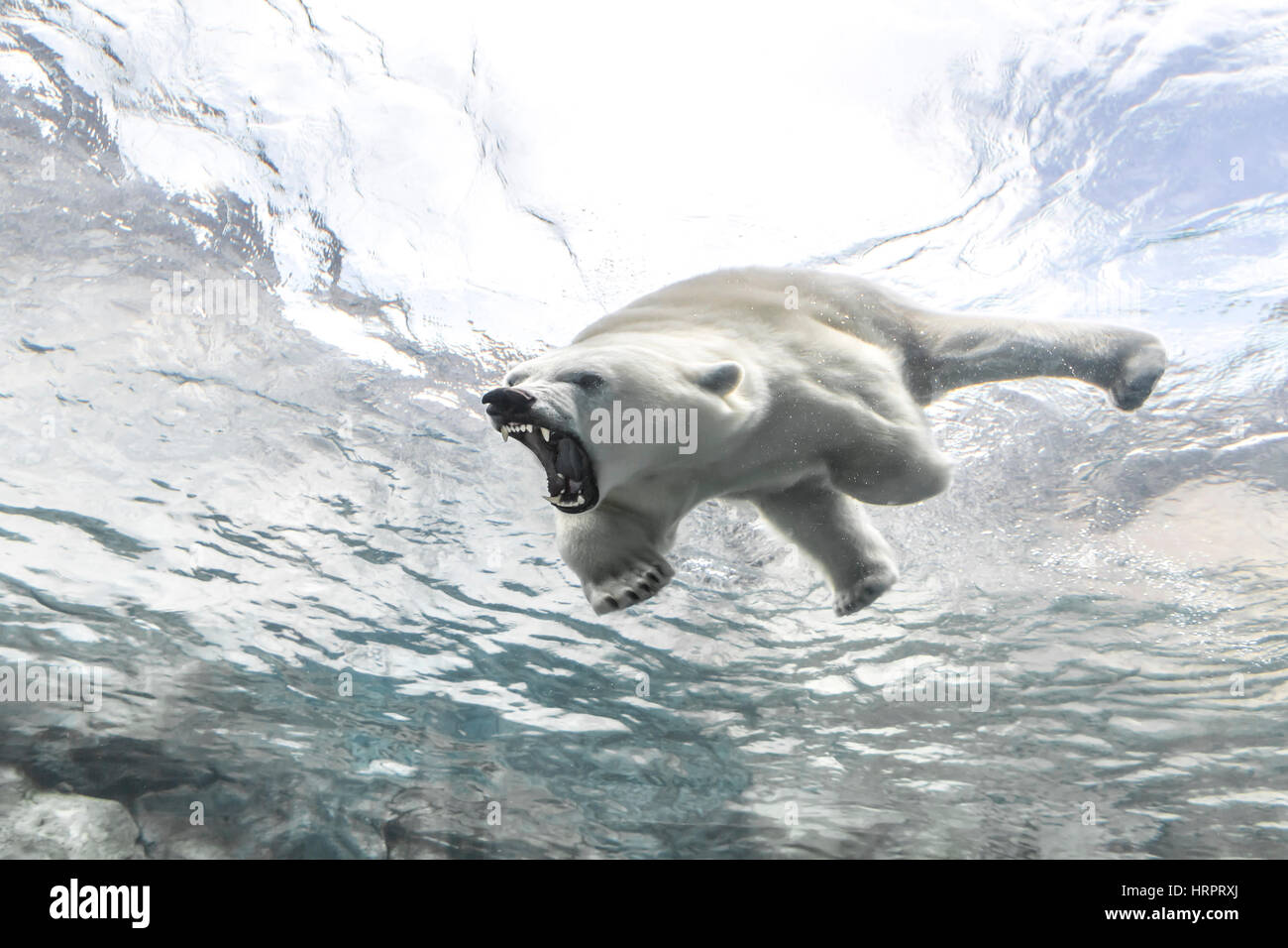 Aggresive Eisbär auf die Reise nach Churchill, Assiniboine Park Zoo, Winnipeg, Manitoba, Kanada. Stockfoto