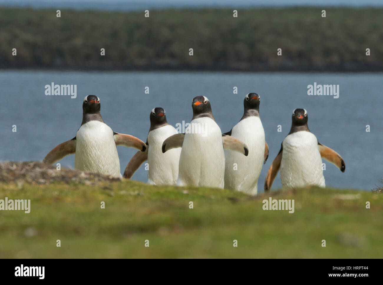 Gentoo Penguins (Pygoscelis Papua) marschieren vom Meer zu ihrer Brutkolonie im Landesinneren, Falkland-Inseln Stockfoto