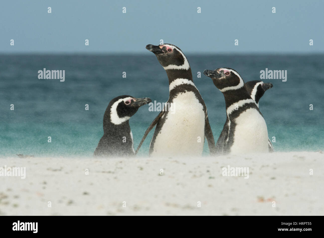 Magellan-Pinguine am Windgeblasener Strand, düsterer Insel, Falkland-Inseln Stockfoto