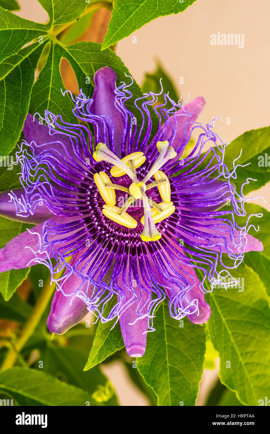 Passionsblume (Passiflora Wurzelsud) Stockfoto