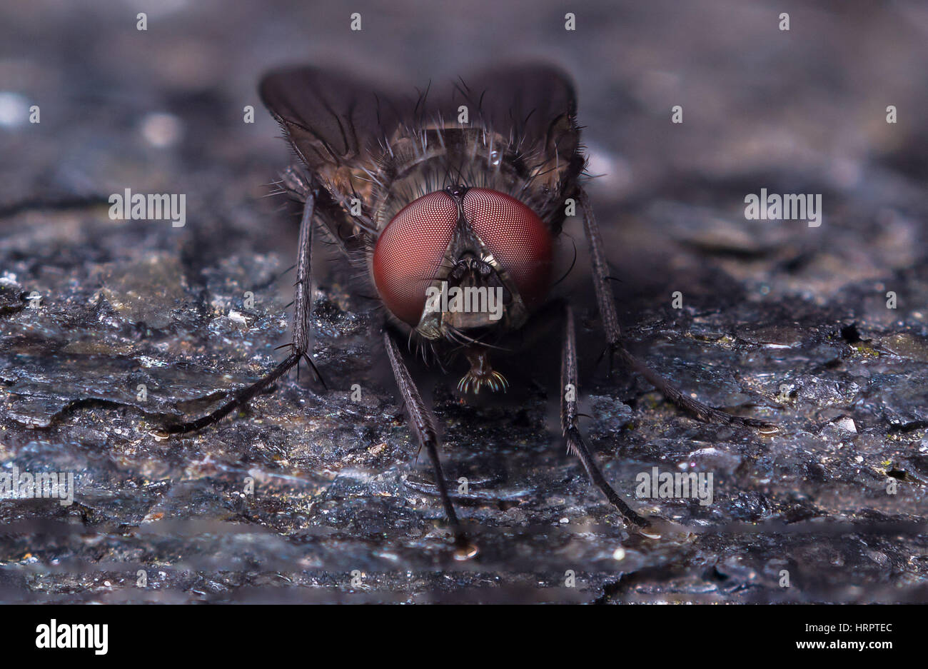 Vorderen Nahaufnahme einer Fliege. Extrem detaillierte Foto von den Facettenaugen. Stockfoto