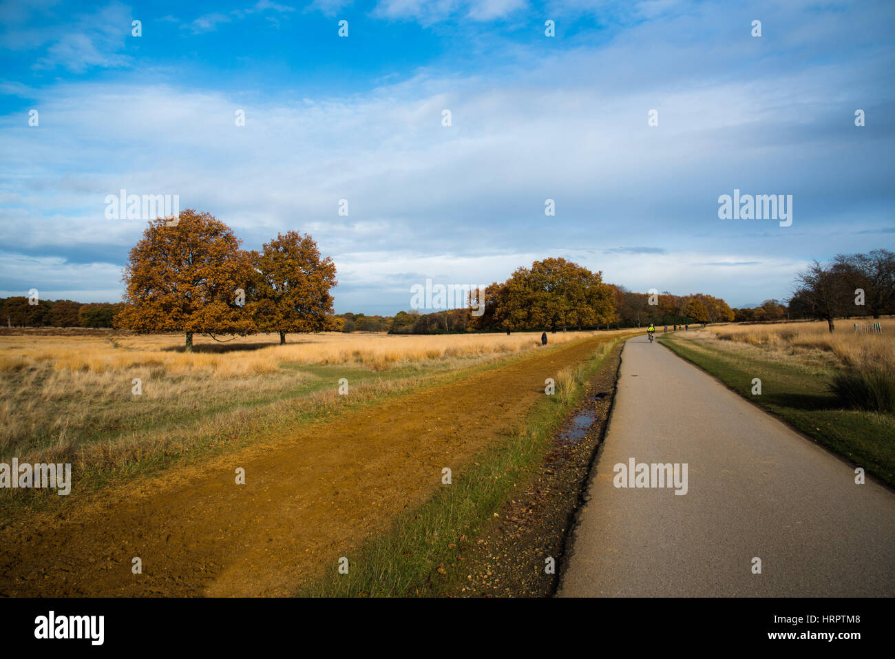 Richmond Park - London Stockfoto