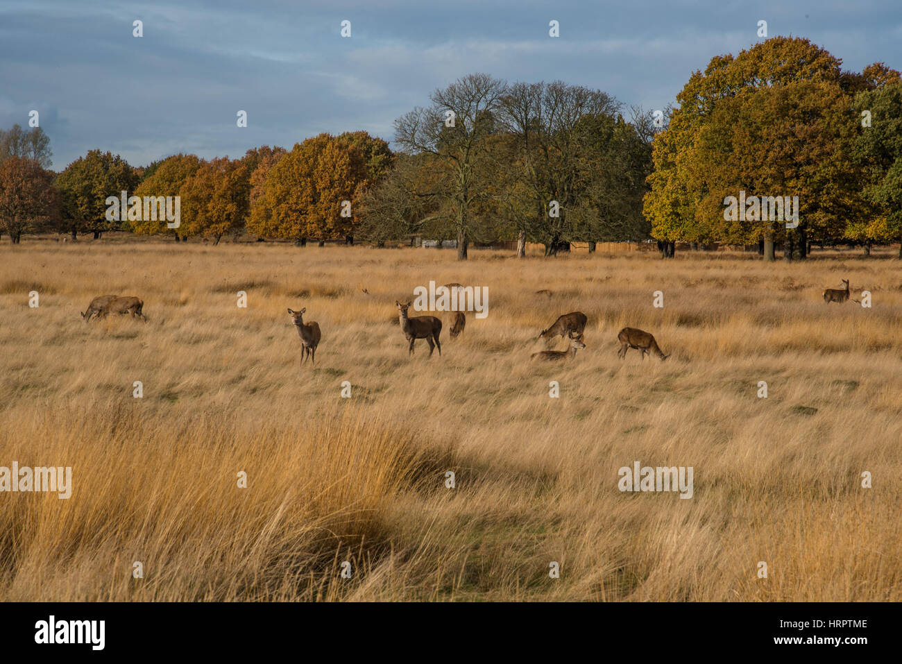 Hirsche im Richmond Park - London Stockfoto