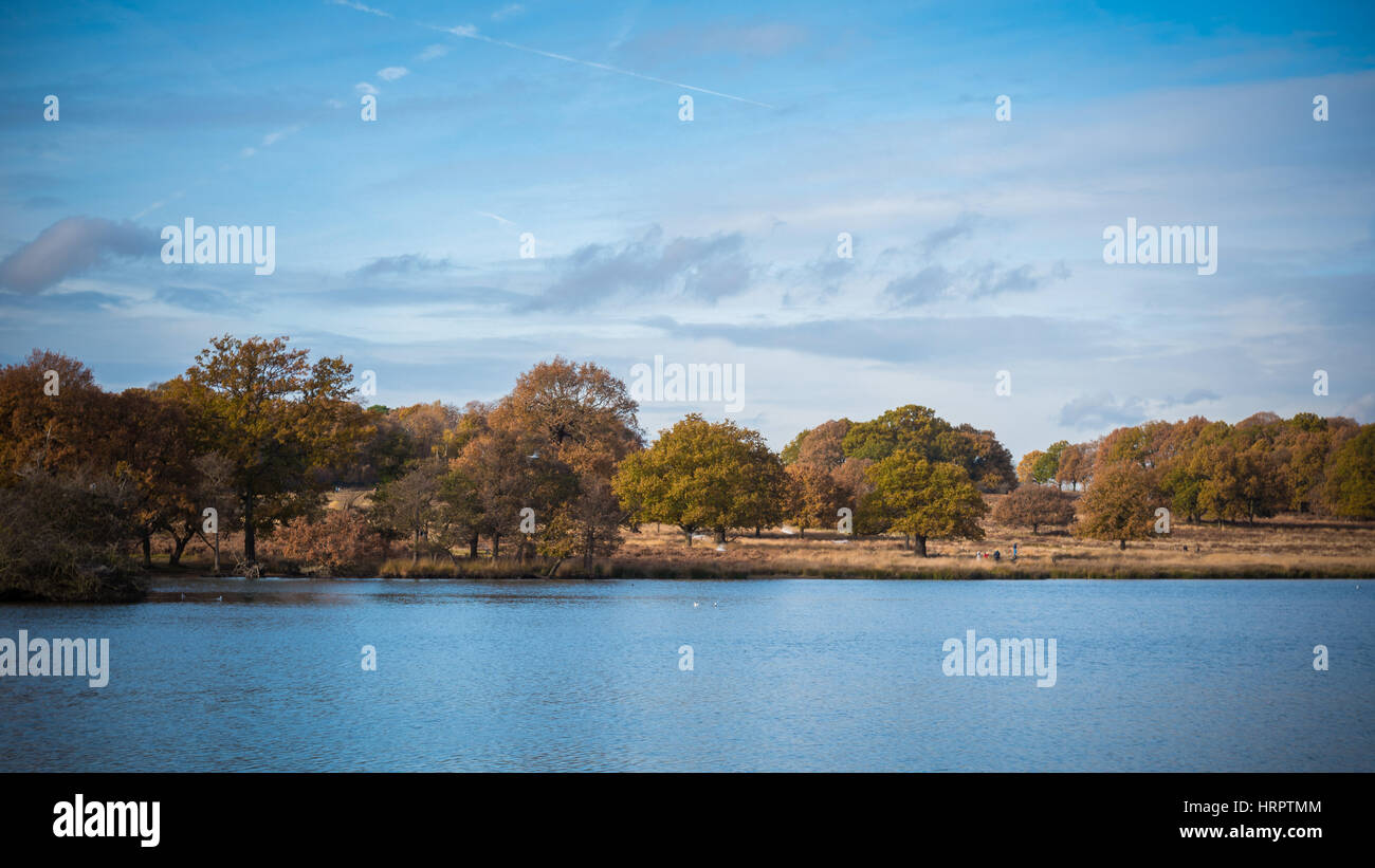 Richmond Park - London Stockfoto