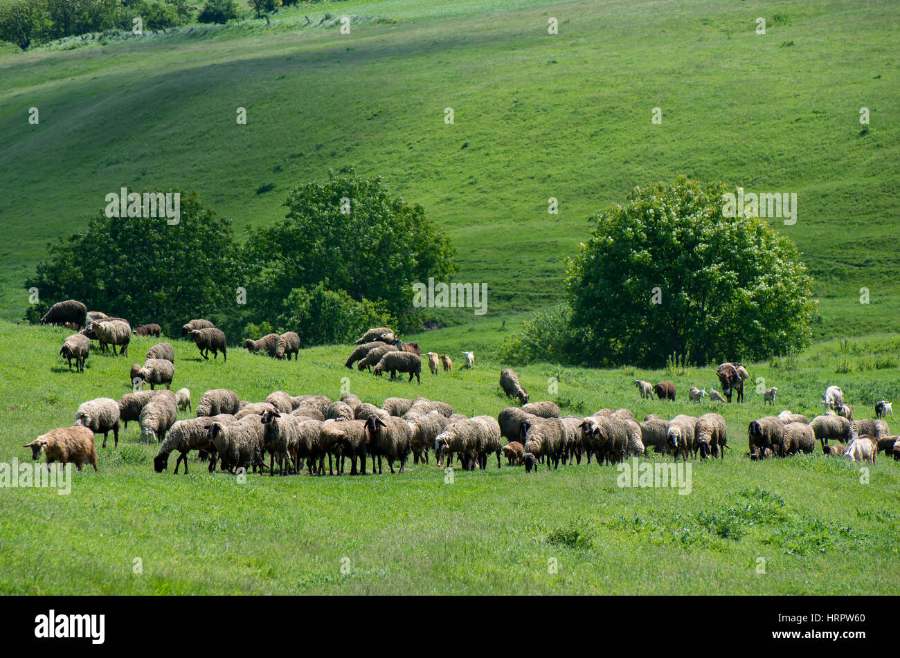 Herde von Weidevieh. Schafe, Ziegen und Esel, die grüne Wiese. Stockfoto