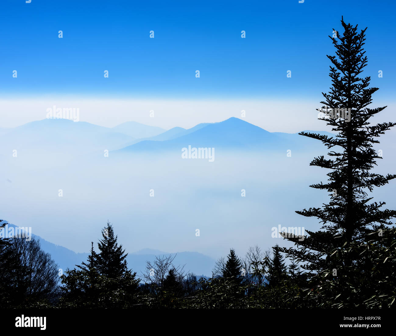 Silhouette Balsam Fell Baum mit der Smoky Mountains in einer Nebelbank und Sonne spähen durch. Stockfoto