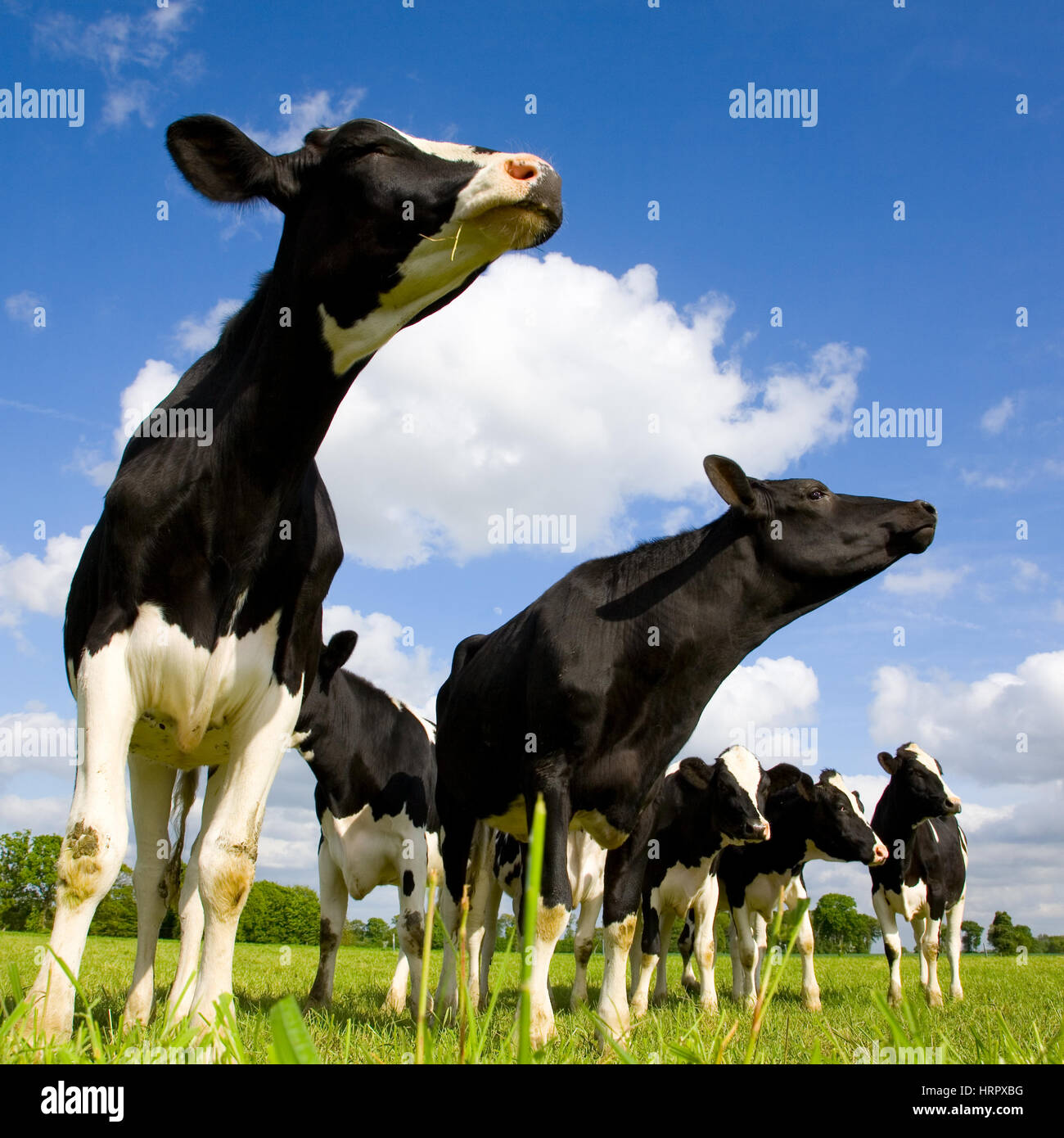 Holstein Kühe schnuppern Stockfoto