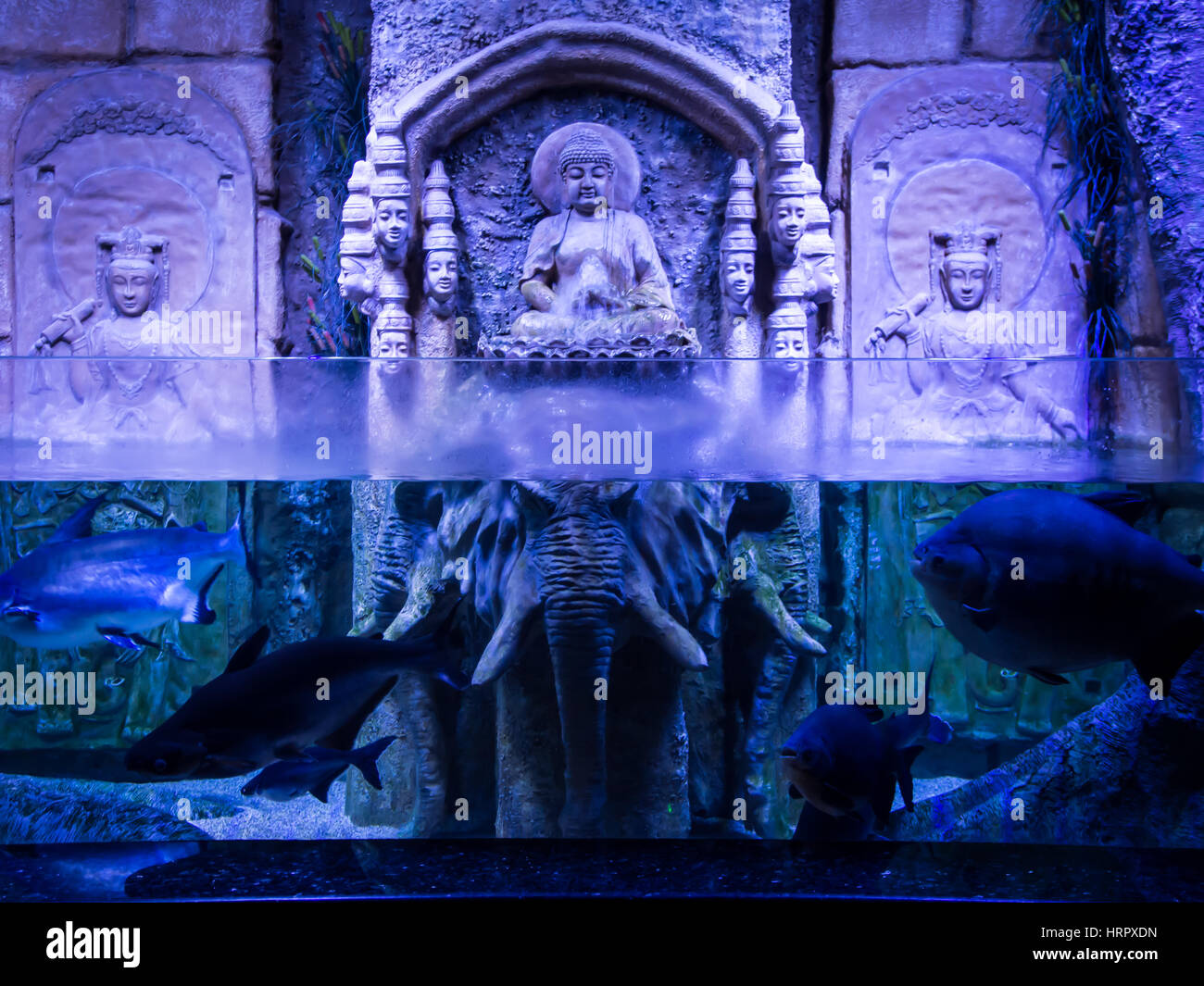 Bunte Salzwasser Fische im Aquarium von Antalya, Türkei Stockfoto