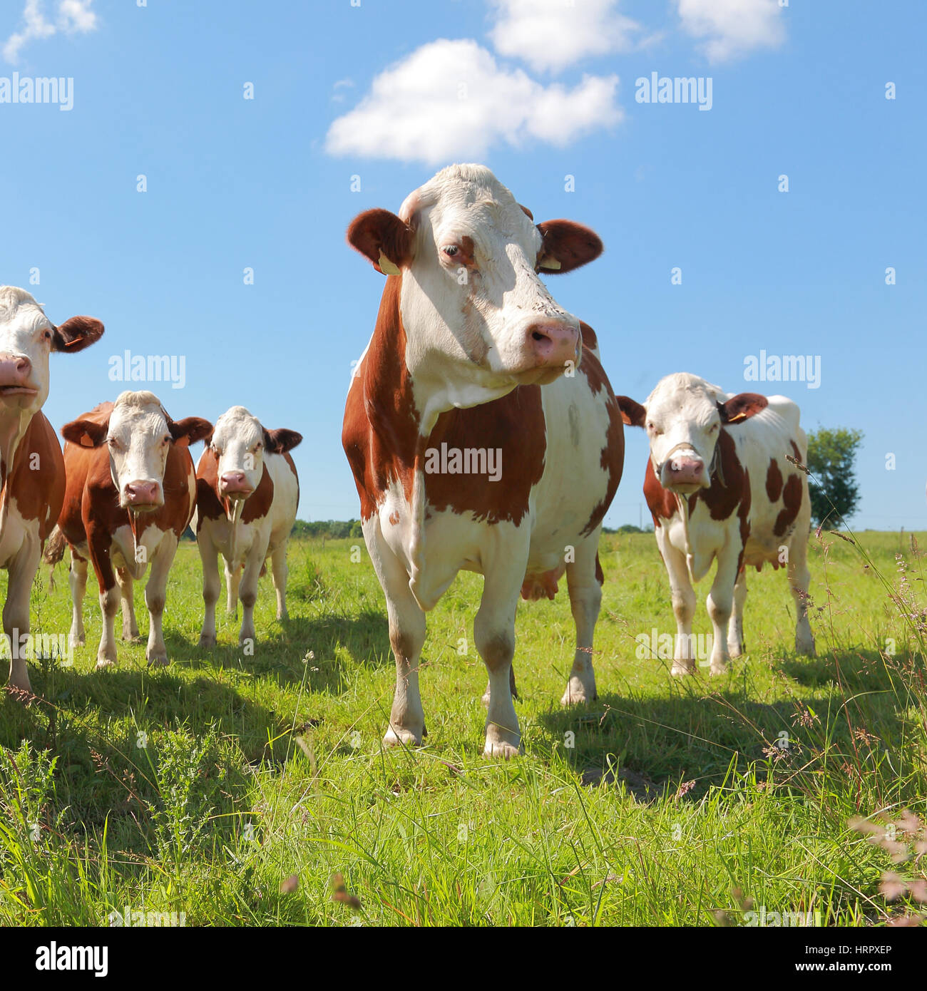 Montbeliarde Kühe auf der Wiese Stockfoto
