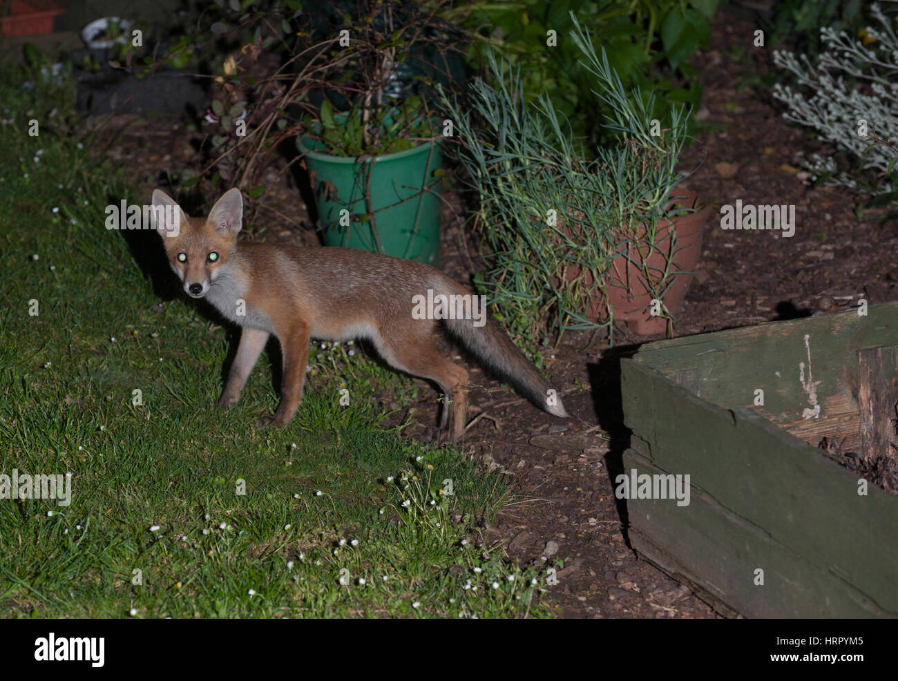 Red Fox Cub (Vulpes Vulpes), in einem Garten in der Nacht, London, Vereinigtes Königreich Stockfoto