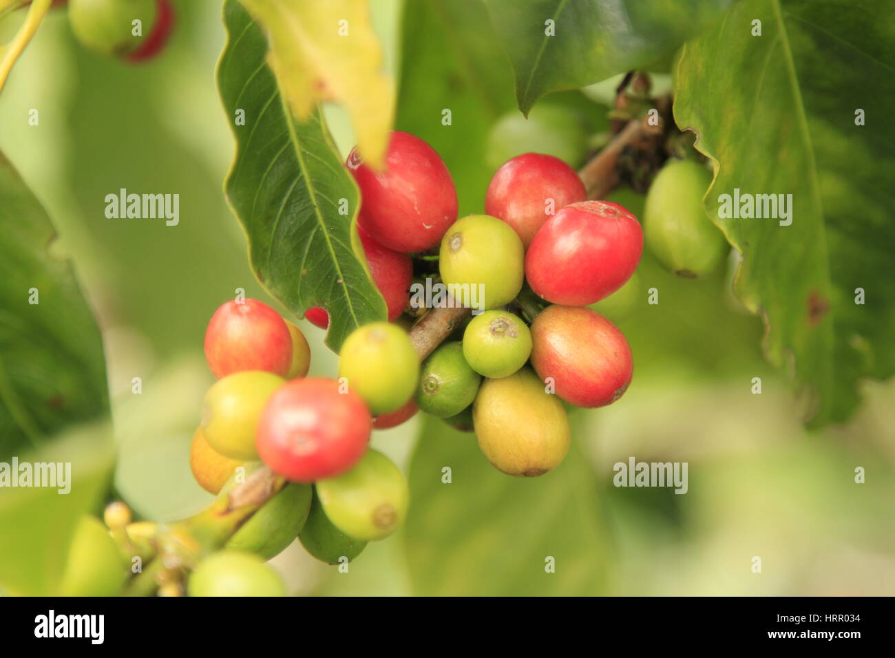 Kaffee Obst, Salento, Kolumbien Stockfoto