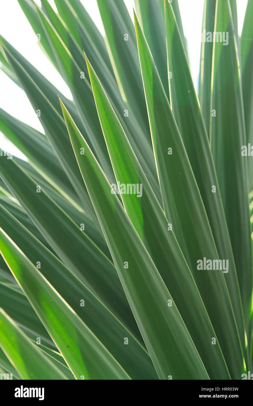 Yucca blatt Fotos und Bildmaterial in hoher Auflösung Alamy