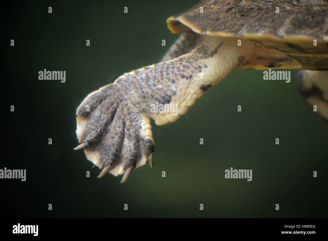 Schildkröte-Fuß Stockfoto