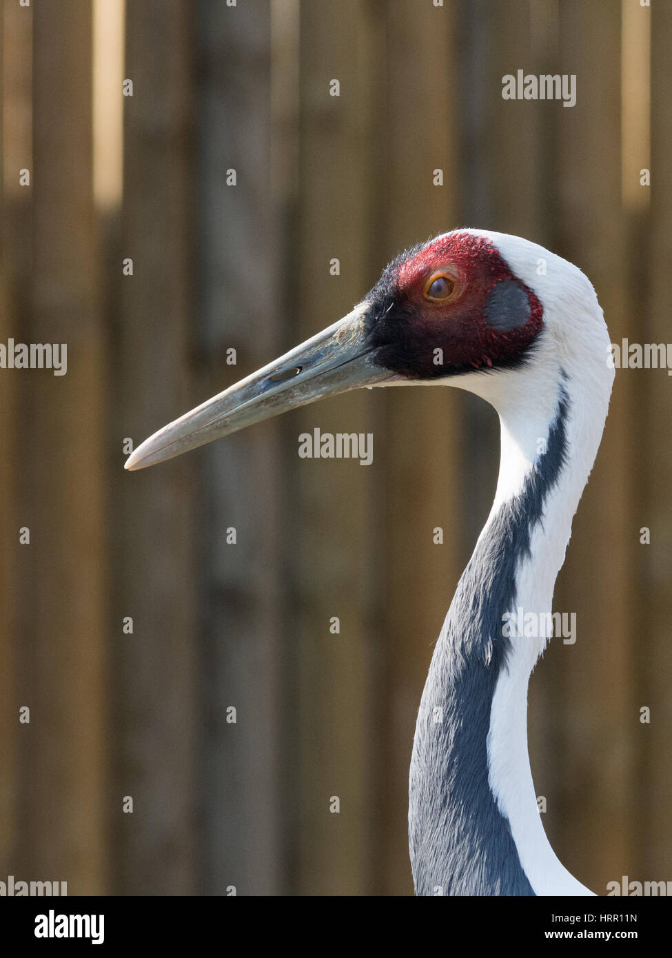 Portrait der Kranich (Grus Grus), auch als der Eurasischen Kran genannt, ist ein Vogel. Gru della Mangiuria Stockfoto