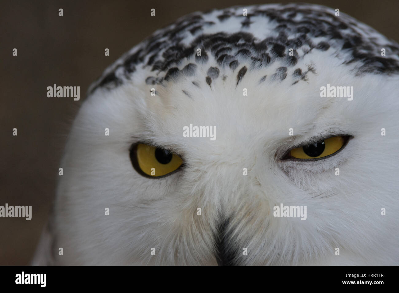 Snowy Owl, Owl, schwarze und weiße Vogel, Porträt, mit gelben Augen Gufo delle Nevi - snowly Eule entdeckt Stockfoto
