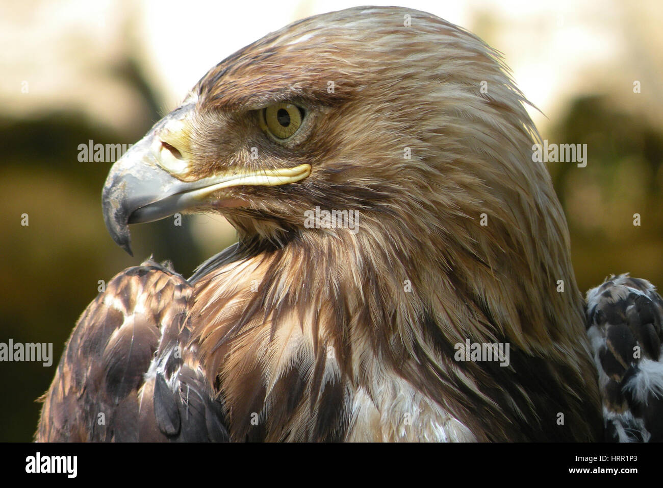 Die Adler Leben in der Nähe Wasserfall in Süd-Russland Stockfoto