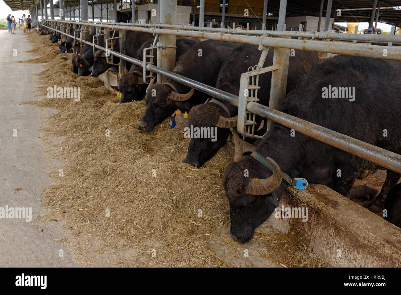 Buffalo, Viehzucht, Produktion für Büffel-Mozzarella, Tennuta Vannulo in der Nähe von Paestum, Kampanien, Italien Stockfoto