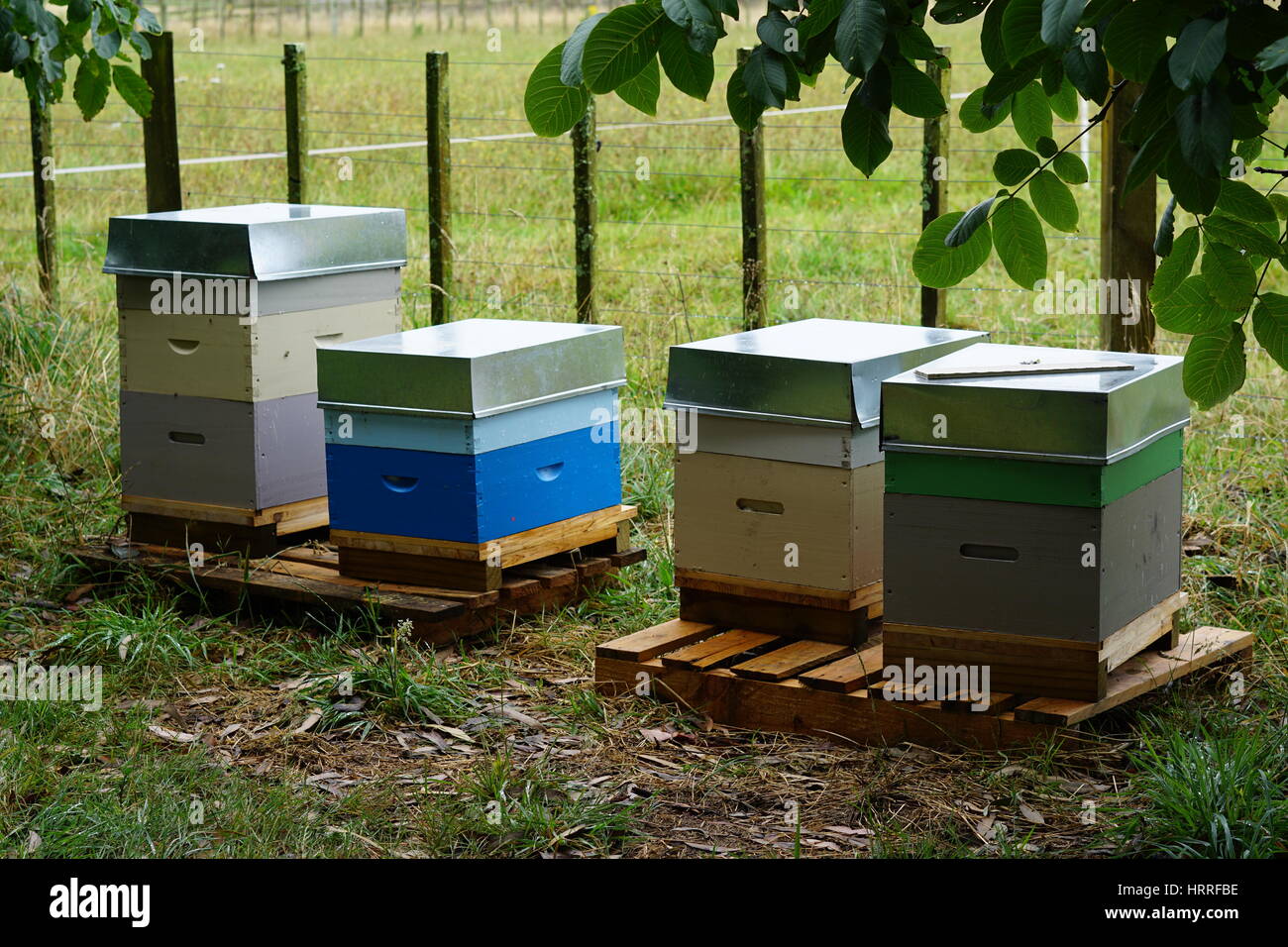 Bienenstöcke auf einem Bauernhof in Whanganui Neuseeland Stockfoto