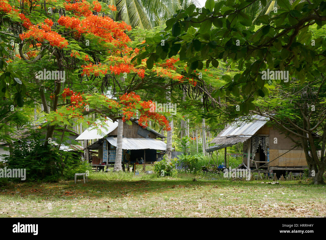 Mehrere Häuser, wo die Menschen in der Nähe von Forrest von Krabi zwischen Palmen am Nachmittag mit niemand um ihn herum, Thailand leben Stockfoto