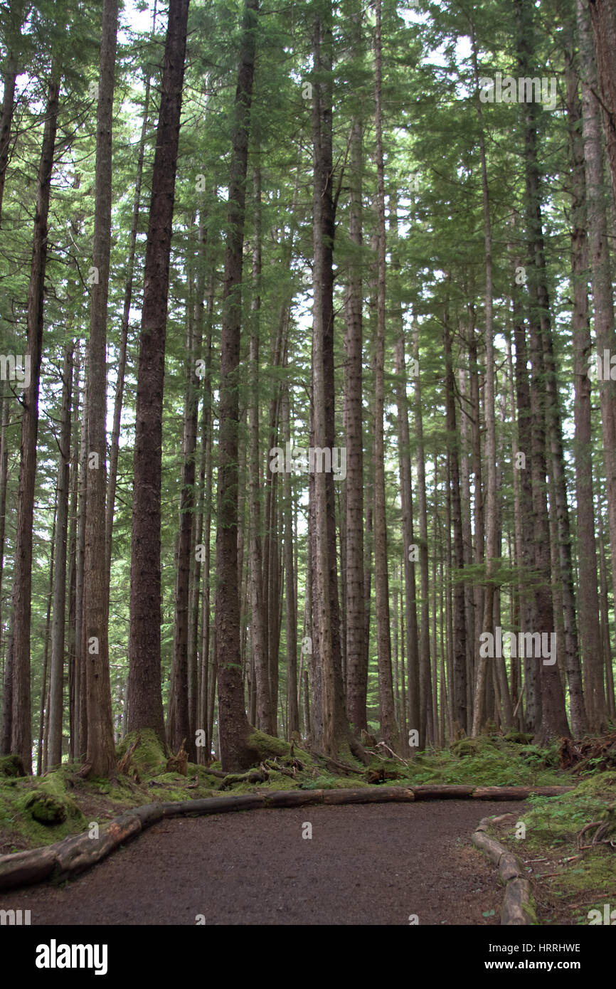 Bild der alten Bäume aus einem Alaskan Regenwald Stockfoto