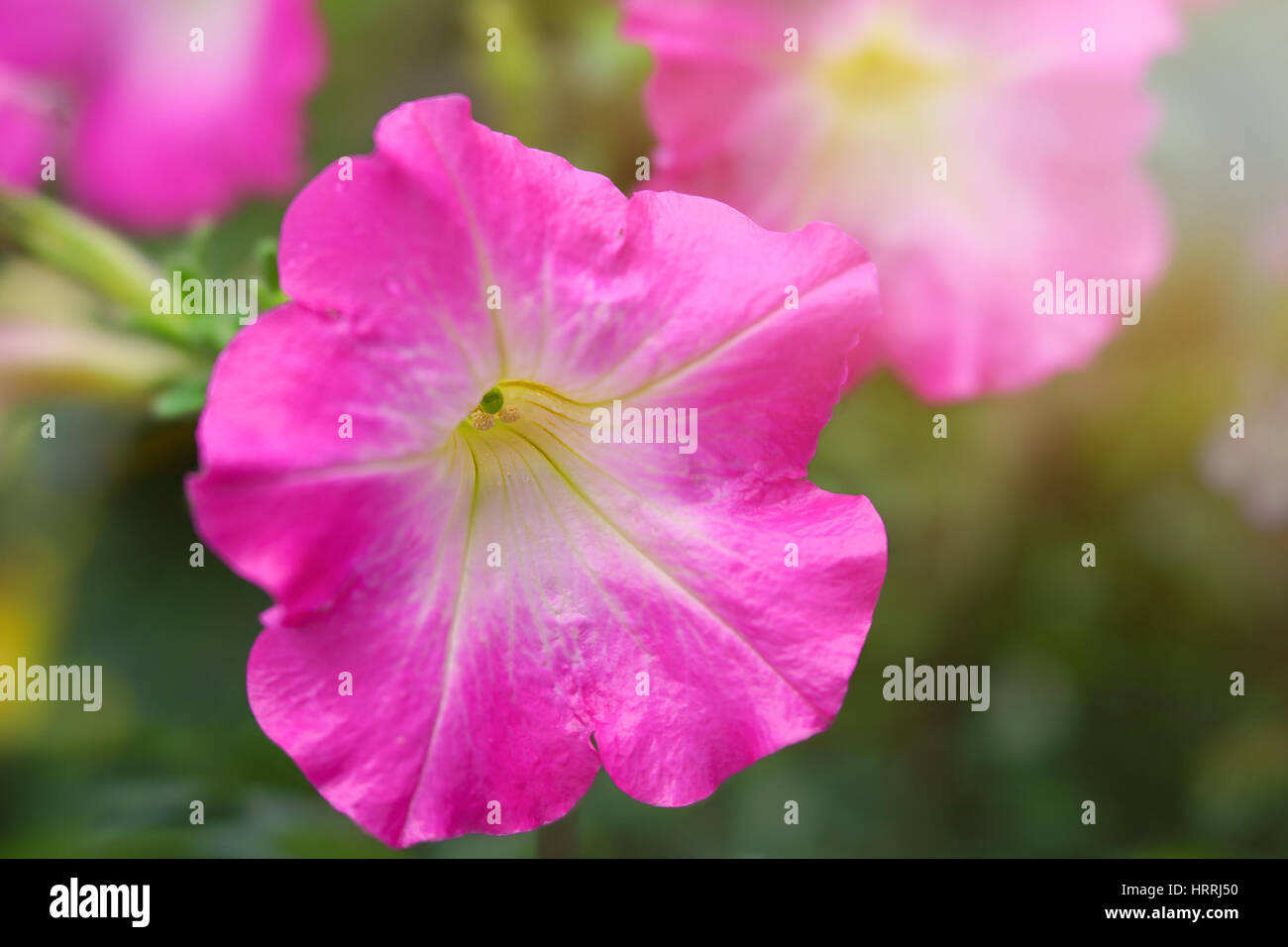 Rosa Petunie im heimischen Garten. Stockfoto