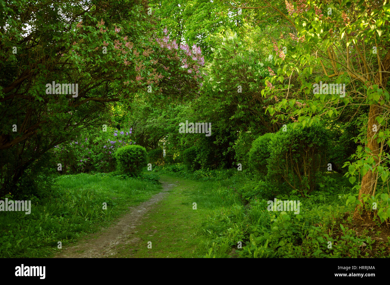 im zauberhaften Märchen Trail, Frühling Garten Stockfoto