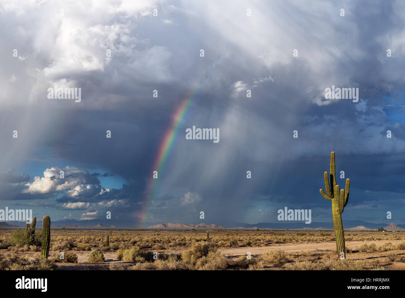 Wüstenlandschaft mit Saguaro Kaktus und Regenbogen in Arizona Stockfoto