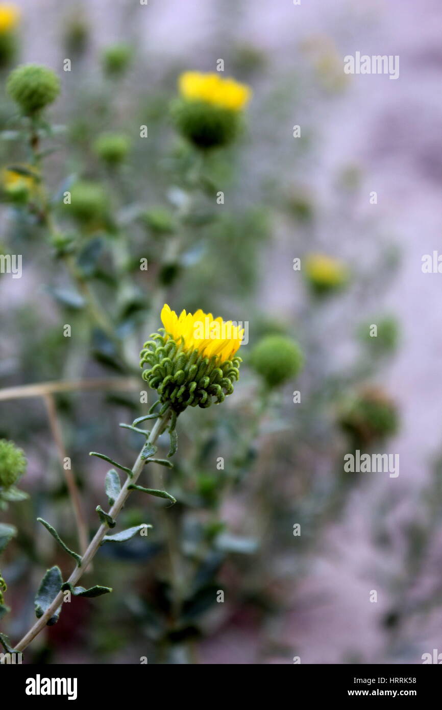 Schöne wilde Blume auf Antelope Island, Utah Stockfoto