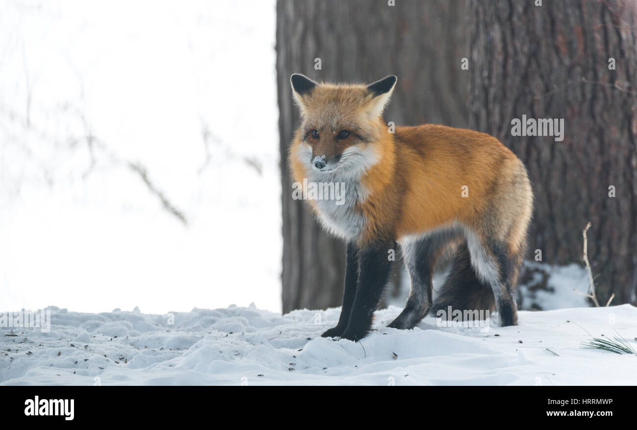 Porträt einer schönen Rotfuchs (Vulpes Vulpes) in einen Winterwald.  Wildes Tier entsteht auf dem Land zu besuchen.  Jagt & fallend für Lebensmittel. Stockfoto