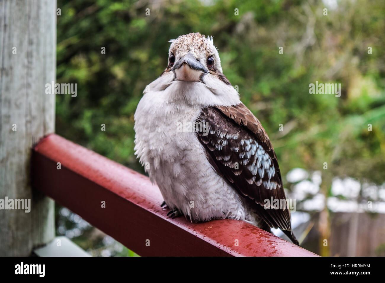Kookaburra ruhen gelassen auf Geländer Stockfoto