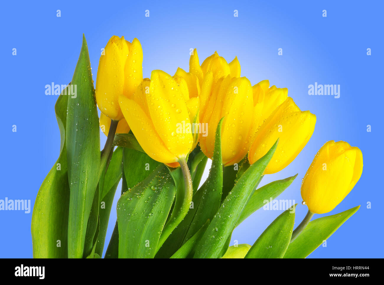 Gelbe Tulpen mit grünen Blättern auf blauem Hintergrund. Frühlingsblumen hautnah. Tulpen mit Wasser Tropfen isolierten auf blauen Hintergrund. Tau auf gelbe Tulpen Stockfoto