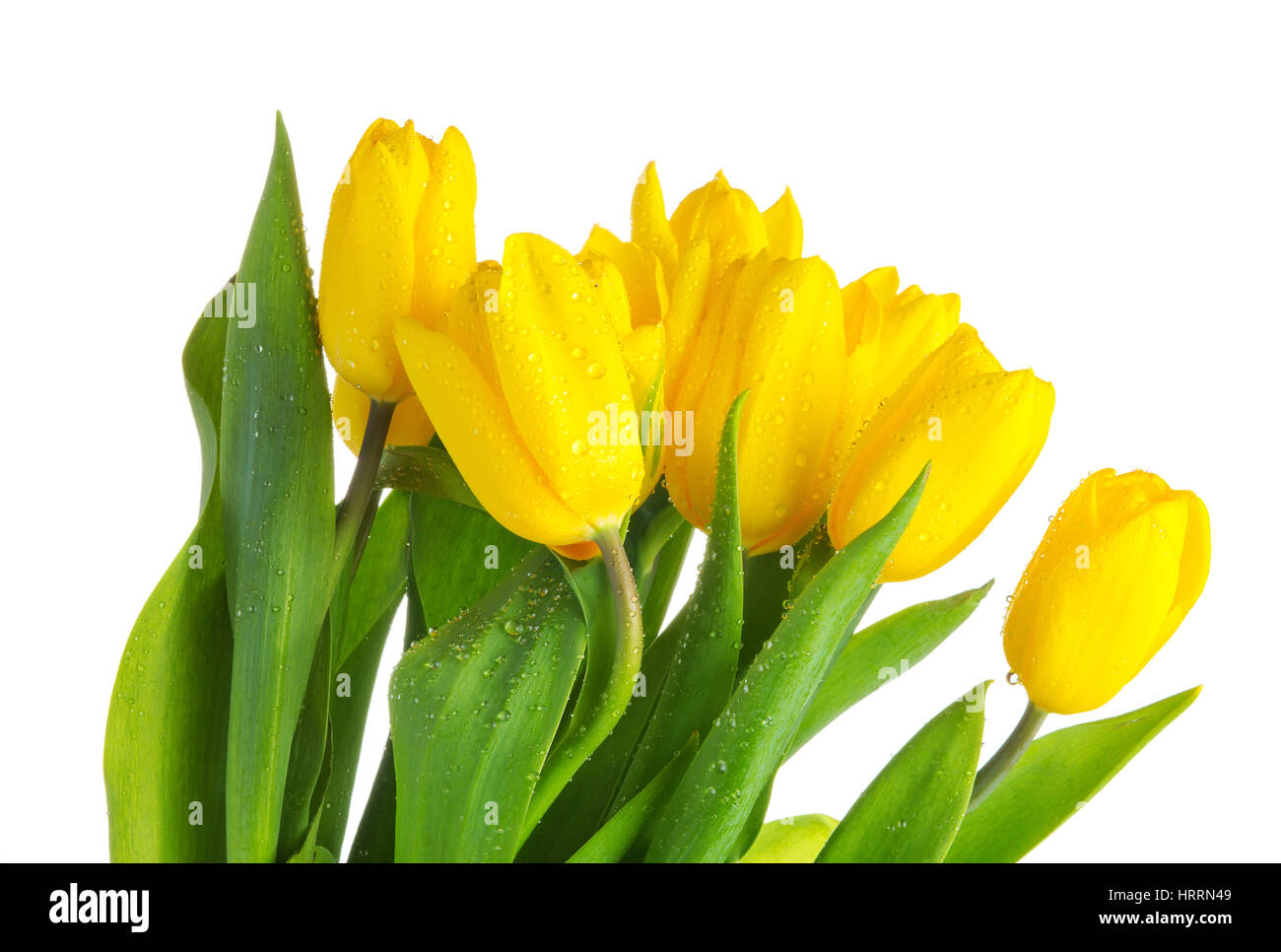 Gelbe Tulpen mit grünen Blättern auf weißem Hintergrund. Frühling Blumen Nahaufnahme. Tulpen mit Wasser Tropfen isolierten auf weißen Hintergrund. Tau auf gelbe Tulpe Stockfoto