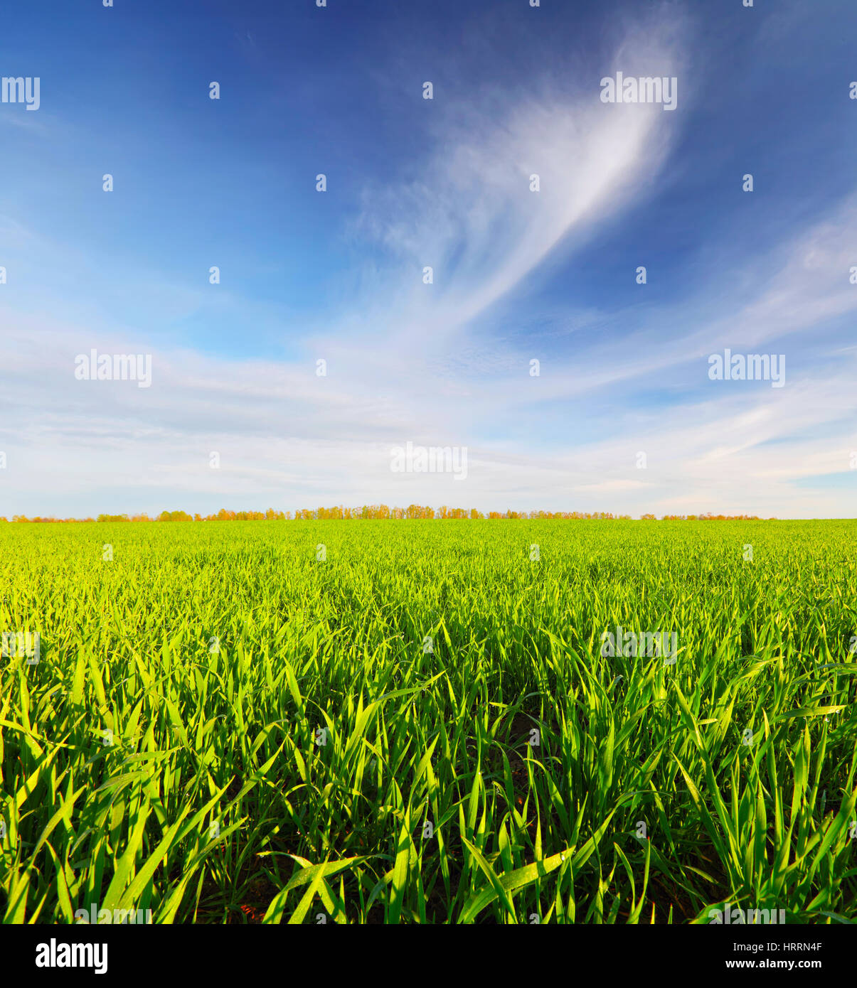 Frühling grünen Wiese unter blauem Himmel. Frühling farbigen Hintergrund. Hellen sonnigen Frühlingstag. Bereich der jungen Weizen im Frühlingsmorgen. Stockfoto