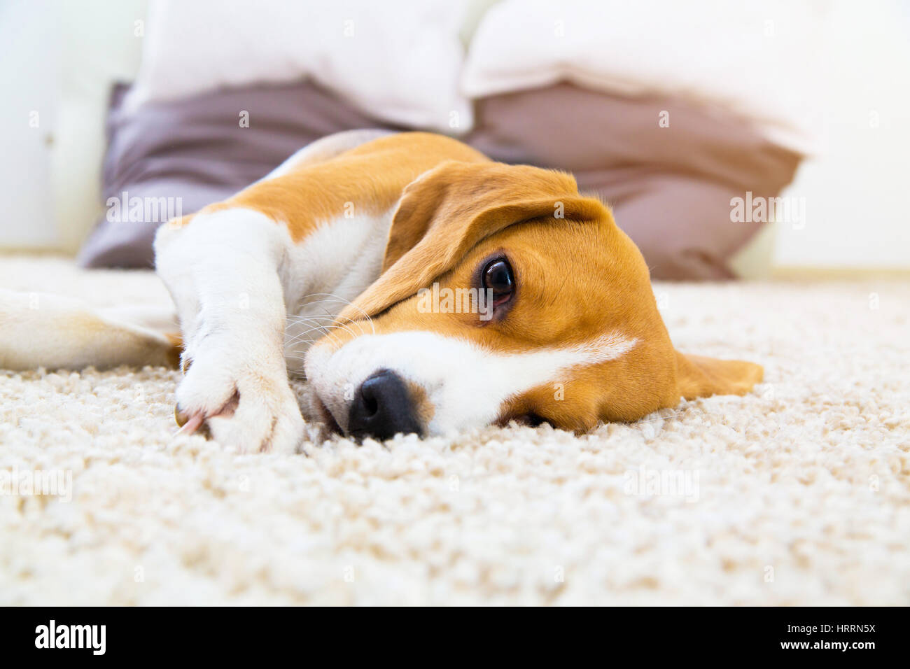 Müde Hunde auf Teppich. Traurig Beagle im Stock. Hund liegen auf weichen Teppich nach dem Training. Beagle mit traurigen Augen innen geöffnet. Schöne Tier Hintergrund. Stockfoto