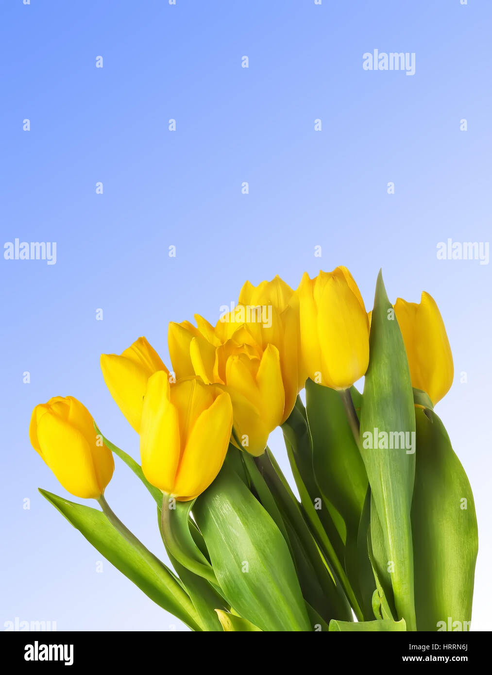 Nahaufnahme von gelben Tulpen auf blauem Hintergrund. Frühling Hintergrund mit gelben Blüten. Freiraum für Text auf blauem Himmelshintergrund. Gruppe von Tulpen mit Stockfoto