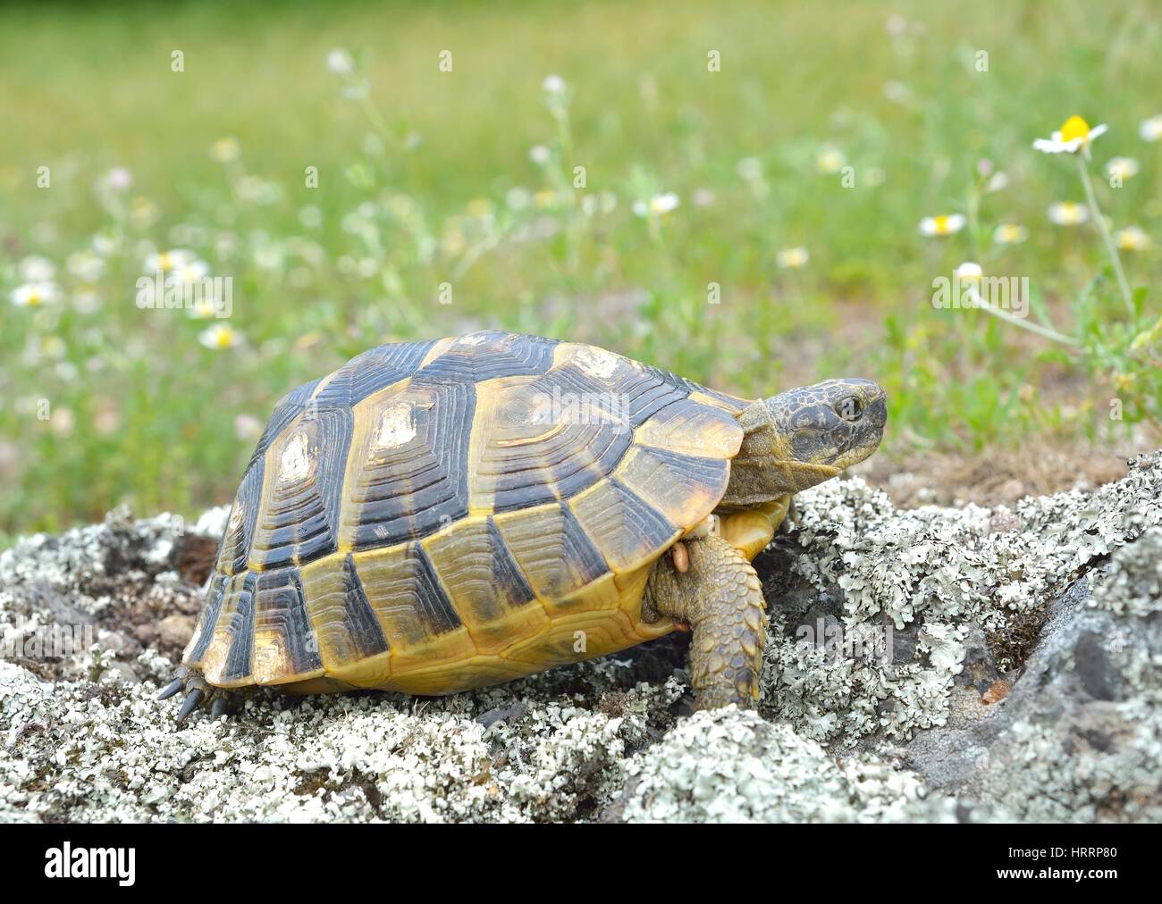 Sporn-thighed-Schildkröte (Testudo Graeca) im natürlichen Lebensraum Stockfoto