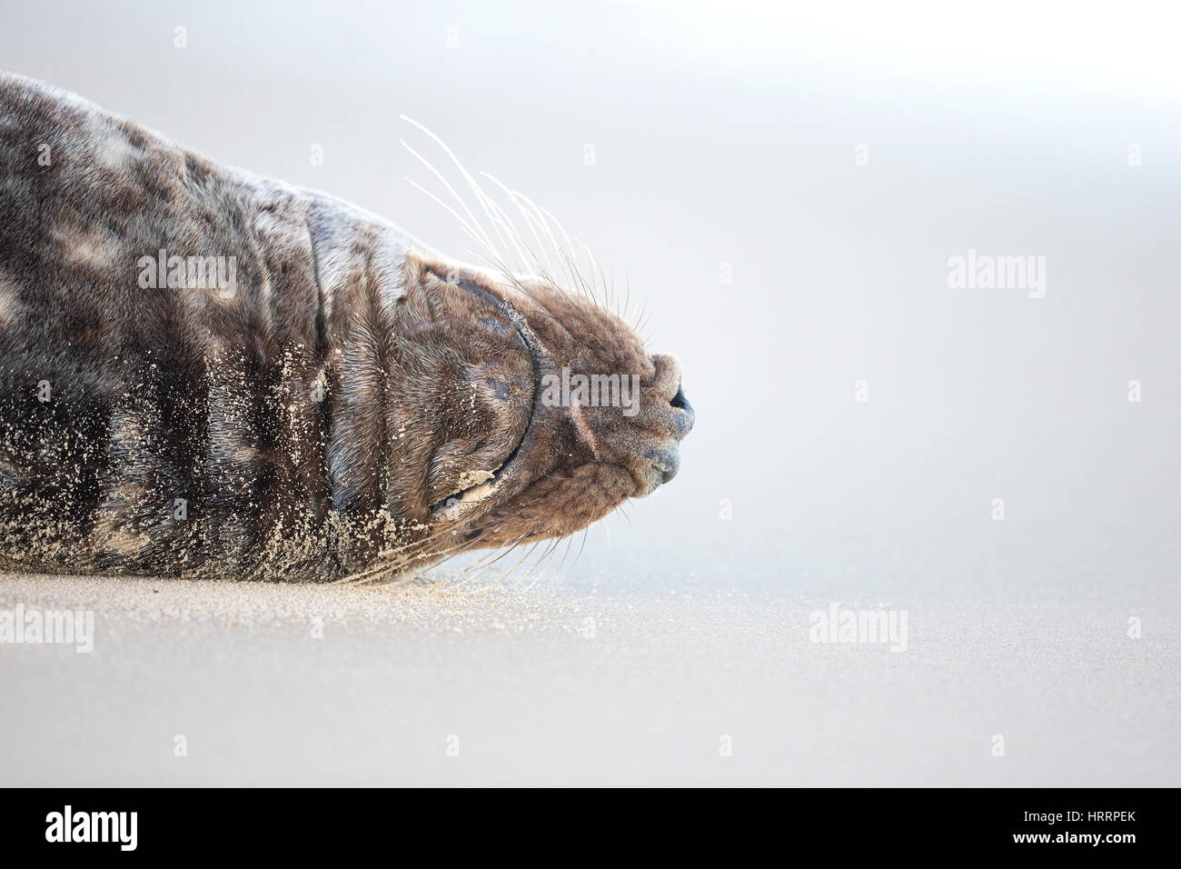 Grey Seal (Halichoerus Grypus) Norfolk UK GB Dezember 2016 Stockfoto