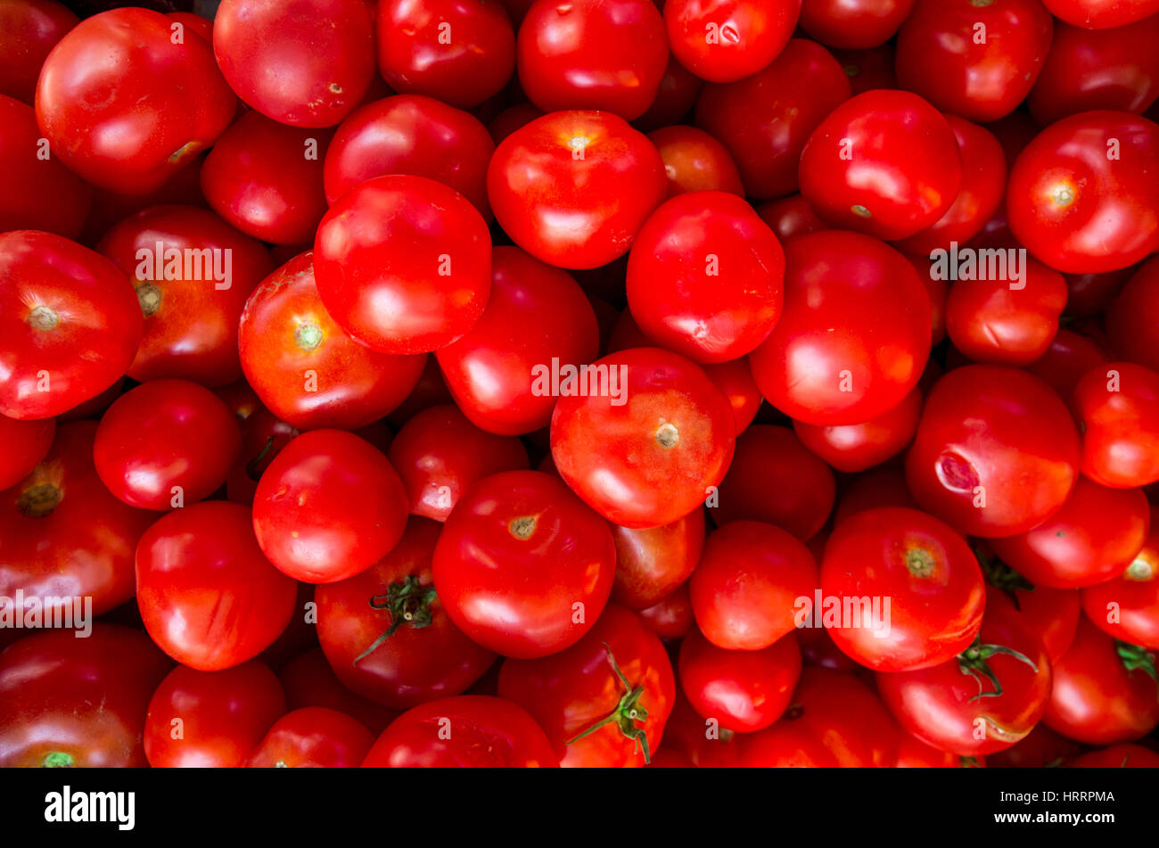 Tomaten Stockfoto