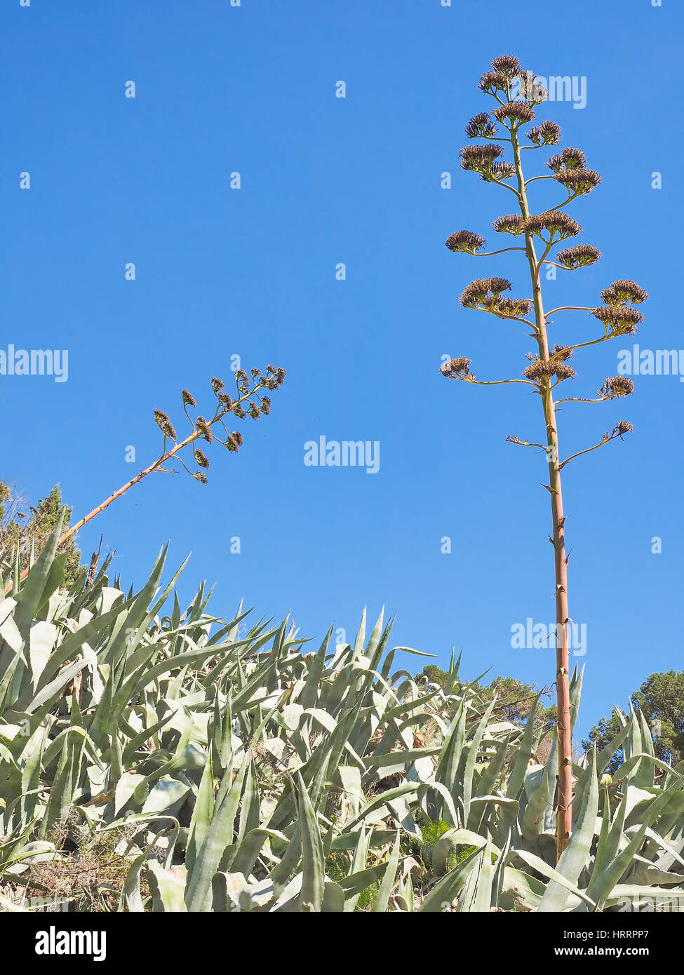 Agaven mit zwei verwelkte Blütenstände isoliert auf blauen Himmel Stockfoto