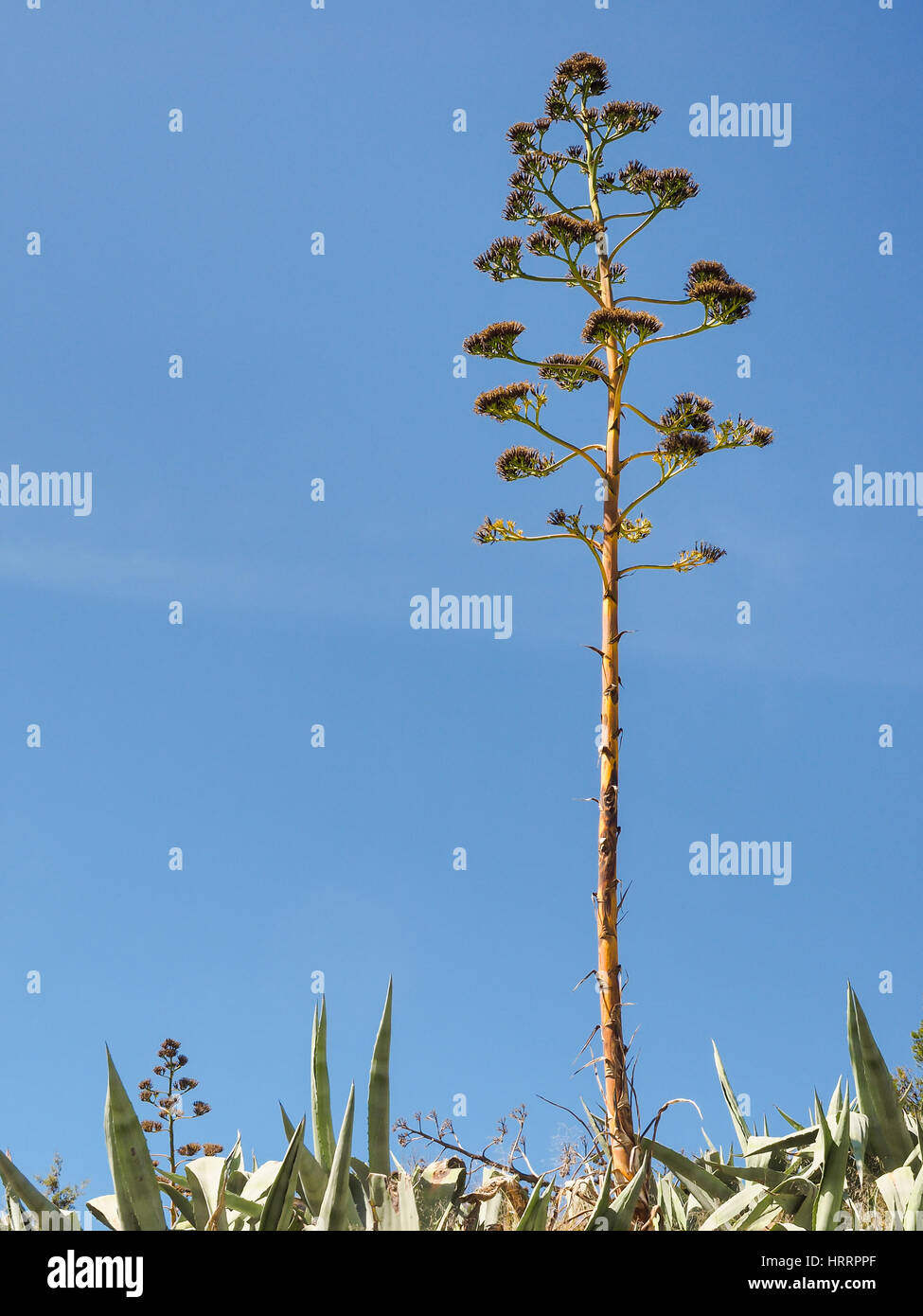 Eine Agave mit Blütenstand isoliert auf blauen Himmel Stockfoto
