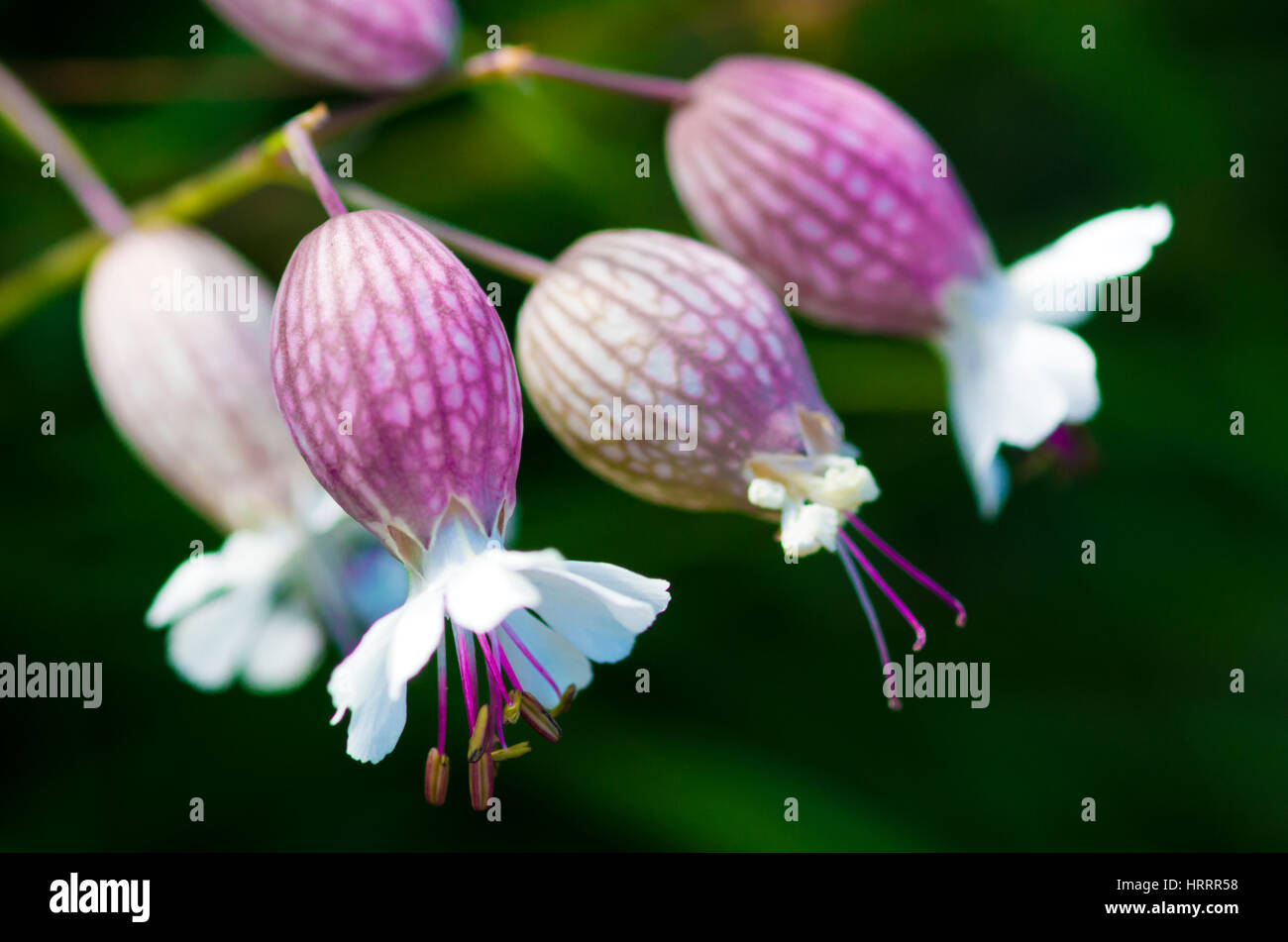 Rosa Alpenblume Stockfoto