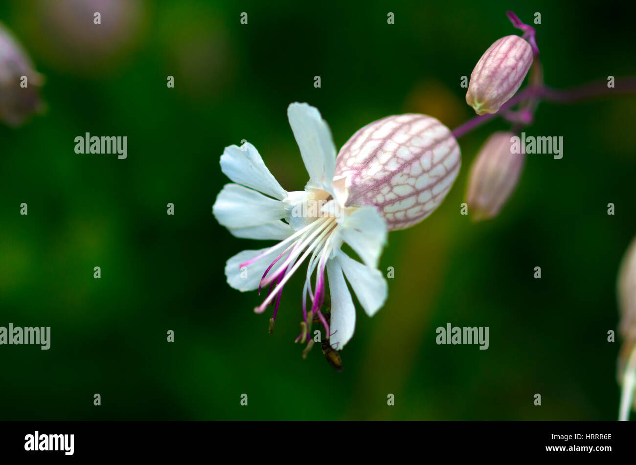 Weiße Alpenblume Stockfoto