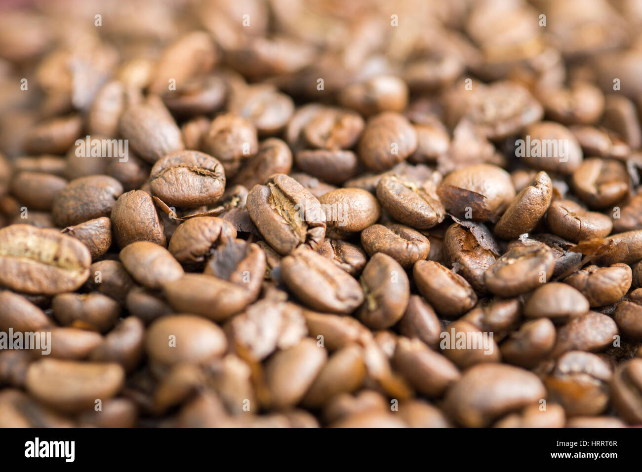 Gerösteter Kaffeebohnen sind für die Verarbeitung eine Kaffeepflanze in San Marcos, Costa Rica vorbereitet. Stockfoto