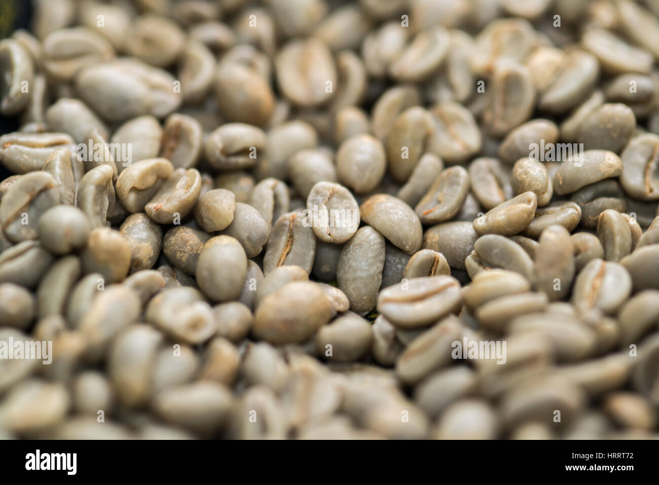 Rohkaffee (ungeröstet) sind für die Verarbeitung eine Kaffeepflanze in San Marcos, Costa Rica vorbereitet. Stockfoto