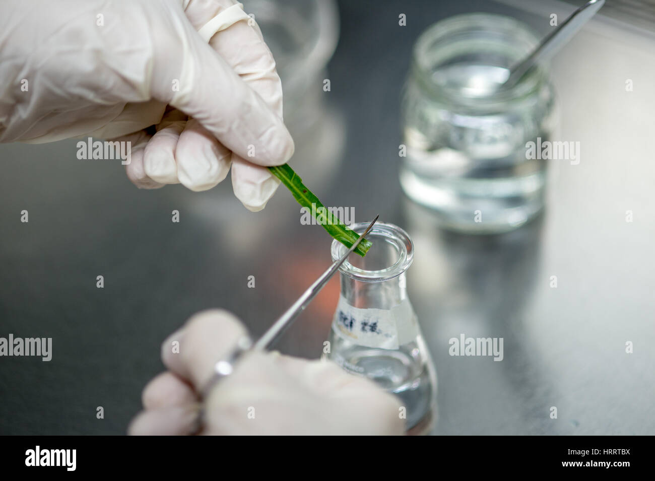 Ein Labor Arbeiter schneidet kleine Stücke einer Blatt-Probe aus dem Costa Rica Dschungel in eine Flasche Reserva Forestal Los Santos in San Marcos, Costa Rica. Stockfoto