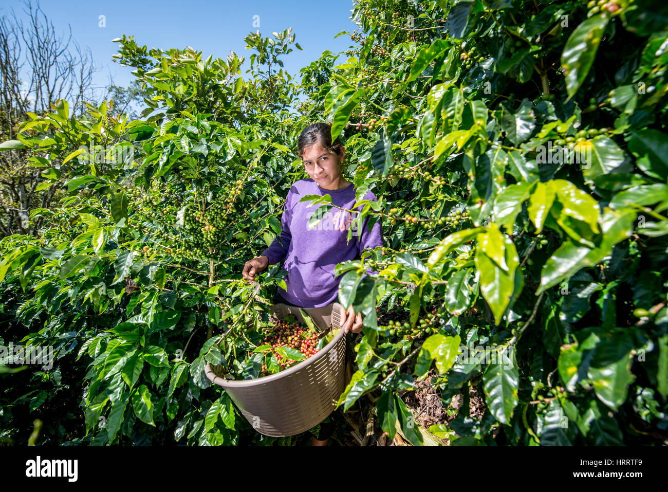 Ein Kaffee-Arbeiter steht posiert mit einem Korb mit frisch gepflückten Kaffeekirschen auf einer Kaffeefarm, die ein Teil der Reserva Forestal Los Santos in S ist Stockfoto