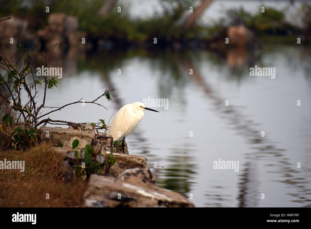 Snowy Egret ist ein Vogel der Reiher, die buschig wie Federn hat. Stockfoto