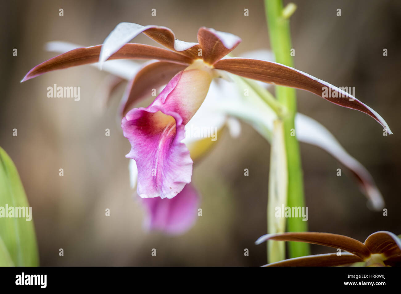Orchidee im Costa Rica-Dschungel. Stockfoto