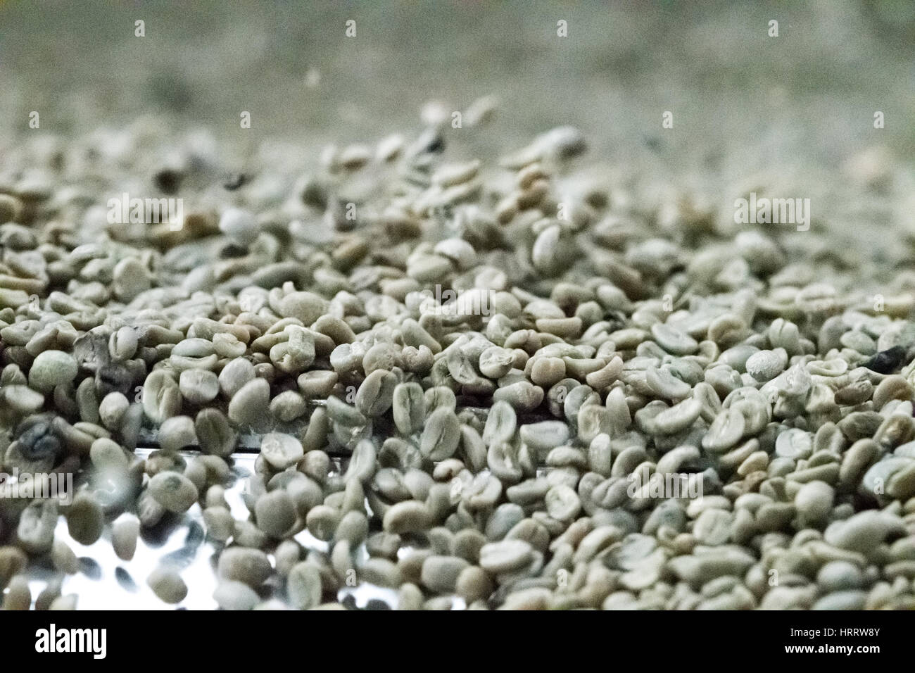 Grüne (ungeröstet) Kaffeebohnen sind an eine Kaffeepflanze in akquiriert, Costa Rica gesiebt. Stockfoto